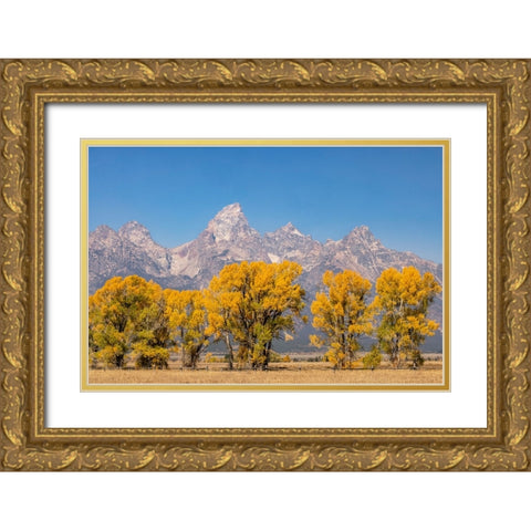 Cottonwood trees in fall and Teton Range-Grand Teton National Park-Wyoming Gold Ornate Wood Framed Art Print with Double Matting by Jones, Adam