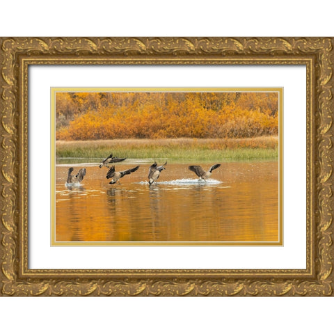 Canada geese landing and reflection on water-Grand Teton National Park-Wyoming Gold Ornate Wood Framed Art Print with Double Matting by Jones, Adam