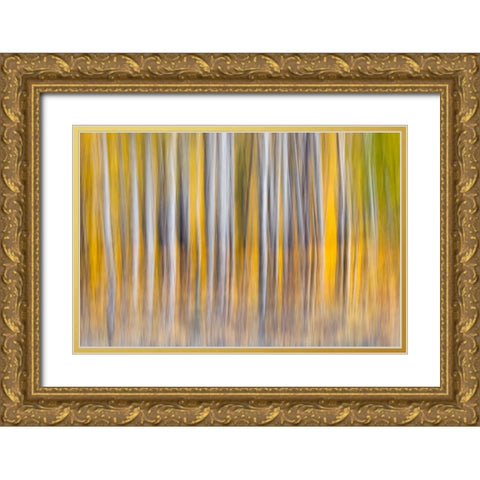 Abstract motion blur on grove of aspen trees-Grand Teton National Park-Wyoming Gold Ornate Wood Framed Art Print with Double Matting by Jones, Adam