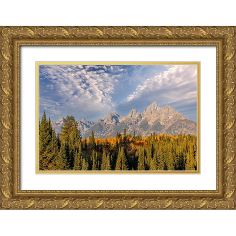Golden aspen trees and Teton Range in early morning-Grand Teton National Park-Wyoming Gold Ornate Wood Framed Art Print with Double Matting by Jones, Adam