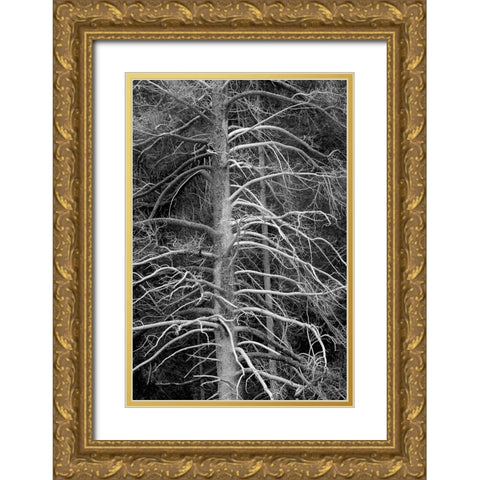 Silicified (calcified) tree-Upper Geyser Basin-Yellowstone National Park-Wyoming Gold Ornate Wood Framed Art Print with Double Matting by Jones, Adam