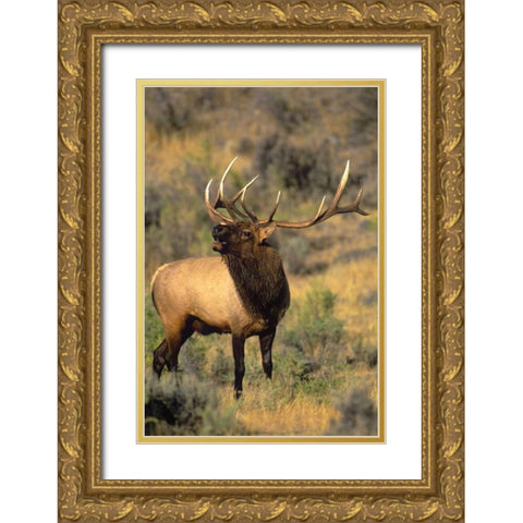 WY, Yellowstone Elk bugling during mating season Gold Ornate Wood Framed Art Print with Double Matting by Welling, Dave