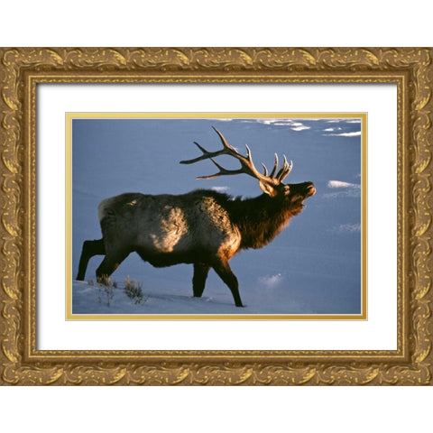 Wyoming, Yellowstone NP Bugling elk in winter Gold Ornate Wood Framed Art Print with Double Matting by Kaveney, Wendy