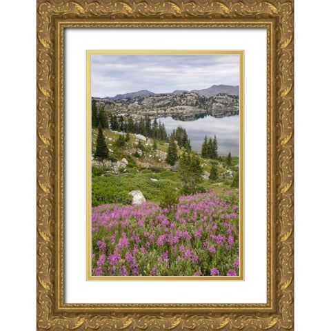 WY, Bridger NF, Fireweed grow by Island Lake Gold Ornate Wood Framed Art Print with Double Matting by Paulson, Don