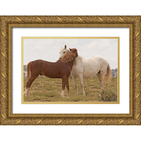 Wyoming, Carbon Wild horses grooming each other Gold Ornate Wood Framed Art Print with Double Matting by Illg, Cathy and Gordon