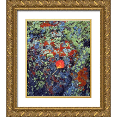 USA, Wyoming, Aspen leaf on a lichen covered rock Gold Ornate Wood Framed Art Print with Double Matting by Talbot Frank, Christopher