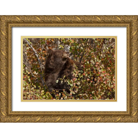 WY, Grand Tetons Black bear foraging for food Gold Ornate Wood Framed Art Print with Double Matting by Grall, Don