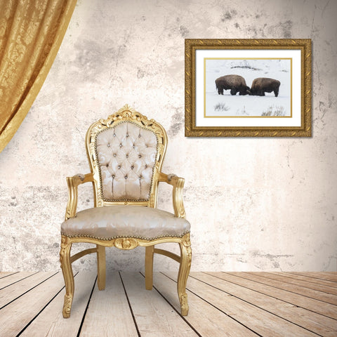 USA, Wyoming, Yellowstone NP Bison sparring Gold Ornate Wood Framed Art Print with Double Matting by Illg, Cathy and Gordon