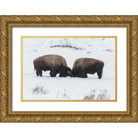 USA, Wyoming, Yellowstone NP Bison sparring Gold Ornate Wood Framed Art Print with Double Matting by Illg, Cathy and Gordon