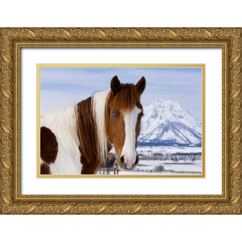WY, Grand Tetons Pinto horse and Mount Moran Gold Ornate Wood Framed Art Print with Double Matting by Bush, Marie