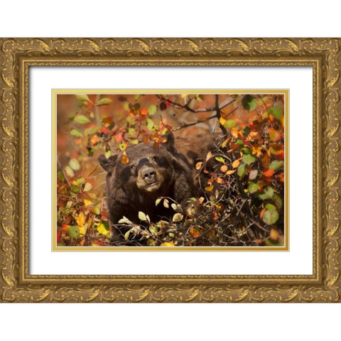 WY, Grand Tetons Black bear foraging for berries Gold Ornate Wood Framed Art Print with Double Matting by Grall, Don