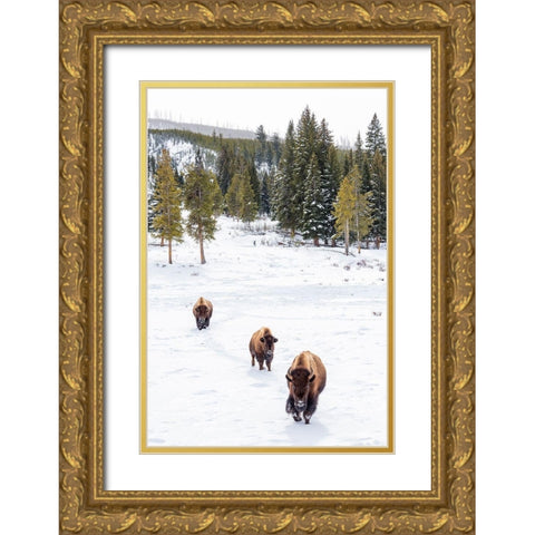 Wyoming-Yellowstone National Park Bison walking in snow  Gold Ornate Wood Framed Art Print with Double Matting by Jaynes Gallery