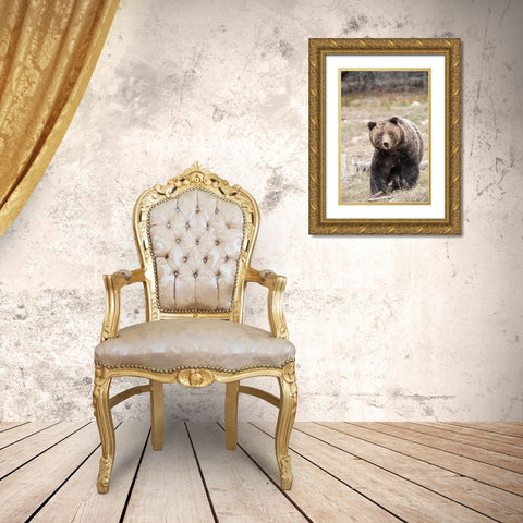 close-up Grizzly bear sow in spring snowfall  Gold Ornate Wood Framed Art Print with Double Matting by Jaynes Gallery