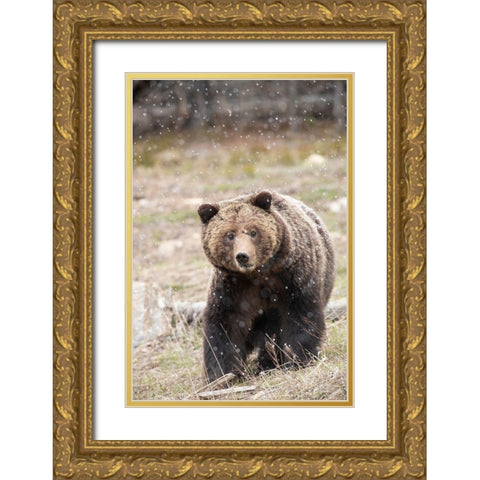 close-up Grizzly bear sow in spring snowfall  Gold Ornate Wood Framed Art Print with Double Matting by Jaynes Gallery