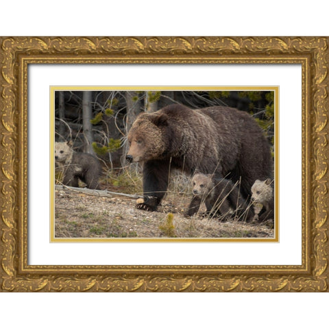 Wyoming-Yellowstone National Park Grizzly bear sow with cubs in spring  Gold Ornate Wood Framed Art Print with Double Matting by Jaynes Gallery