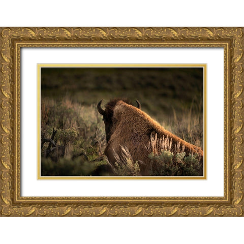 Wyoming-Yellowstone National Park Bison resting at sunset  Gold Ornate Wood Framed Art Print with Double Matting by Jaynes Gallery