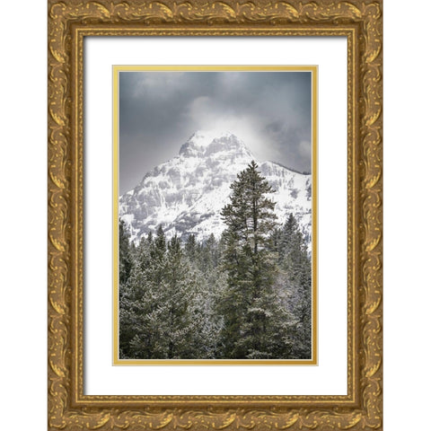 Wyoming-Yellowstone National Park Spring snow storm on mountain  Gold Ornate Wood Framed Art Print with Double Matting by Jaynes Gallery
