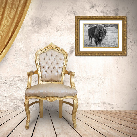 USA-Wyoming-Yellowstone National Park-Upper Geyser Basin-Lone male American bison-aka buffalo with  Gold Ornate Wood Framed Art Print with Double Matting by Hopkins, Cindy Miller