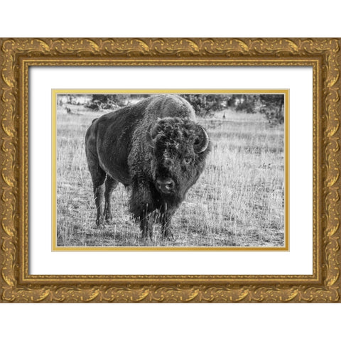 USA-Wyoming-Yellowstone National Park-Upper Geyser Basin-Lone male American bison-aka buffalo with  Gold Ornate Wood Framed Art Print with Double Matting by Hopkins, Cindy Miller