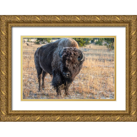 USA-Wyoming-Yellowstone National Park-Upper Geyser Basin-Lone male American bison-aka buffalo with  Gold Ornate Wood Framed Art Print with Double Matting by Hopkins, Cindy Miller