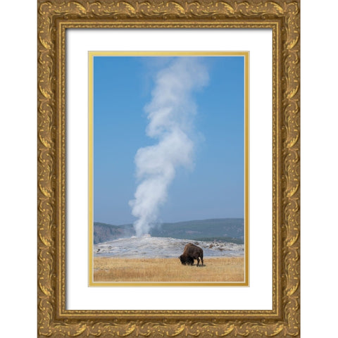 USA-Wyoming-Yellowstone National Park-Upper Geyser Basin-Lone male American bison-aka buffalo-in fr Gold Ornate Wood Framed Art Print with Double Matting by Hopkins, Cindy Miller