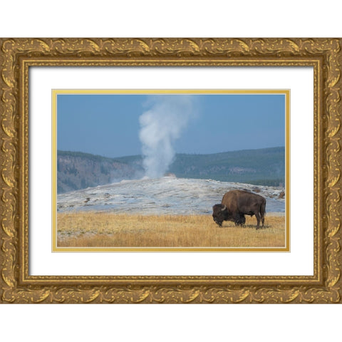 USA-Wyoming-Yellowstone National Park-Upper Geyser Basin-Lone male American bison-aka buffalo-in fr Gold Ornate Wood Framed Art Print with Double Matting by Hopkins, Cindy Miller