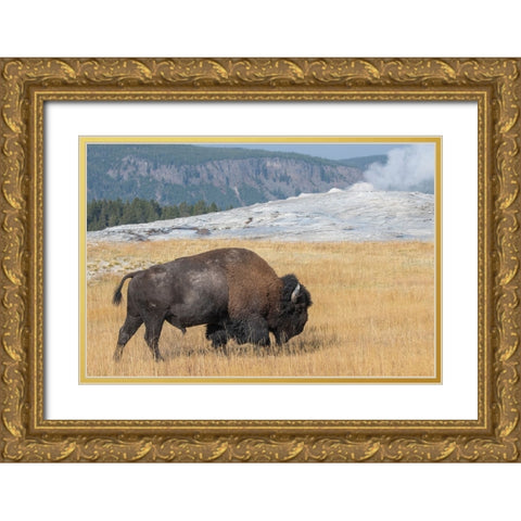 USA-Wyoming-Yellowstone National Park-Upper Geyser Basin-Lone male American bison-aka buffalo-in fr Gold Ornate Wood Framed Art Print with Double Matting by Hopkins, Cindy Miller