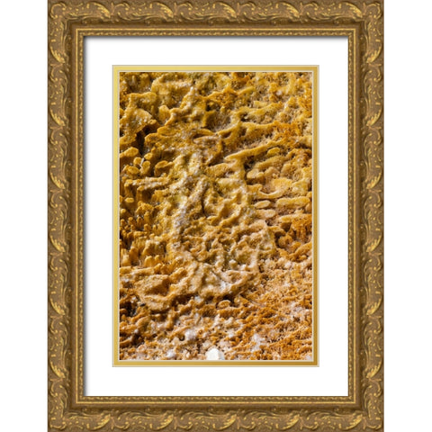 USA-Wyoming-Yellowstone National Park-Black Sand Basin-Detail of colorful thermophile bacteria mat Gold Ornate Wood Framed Art Print with Double Matting by Hopkins, Cindy Miller