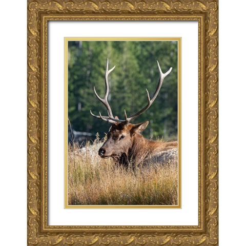 USA-Wyoming-Yellowstone National Park-Madison-Madison River-Male North American elk Gold Ornate Wood Framed Art Print with Double Matting by Hopkins, Cindy Miller