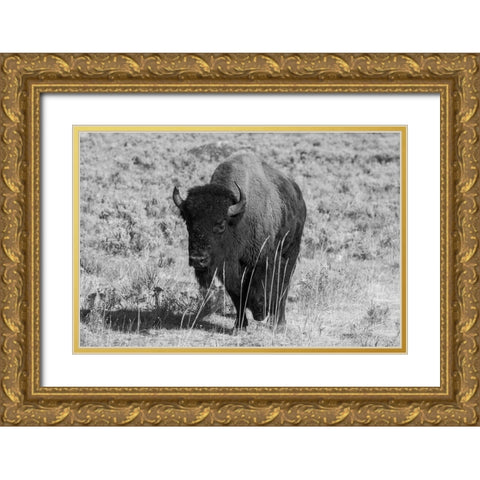 USA-Wyoming-Yellowstone National Park-Lamar Valley-American bison Gold Ornate Wood Framed Art Print with Double Matting by Hopkins, Cindy Miller