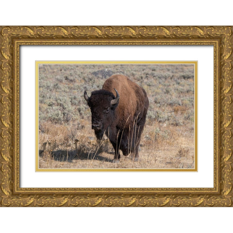 USA-Wyoming-Yellowstone National Park-Lamar Valley-American bison Gold Ornate Wood Framed Art Print with Double Matting by Hopkins, Cindy Miller