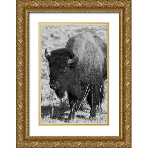 USA-Wyoming-Yellowstone National Park-Lamar Valley-Male American bison Gold Ornate Wood Framed Art Print with Double Matting by Hopkins, Cindy Miller