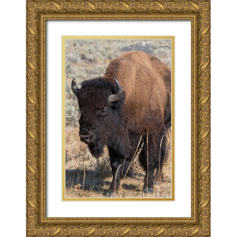 USA-Wyoming-Yellowstone National Park-Lamar Valley-Male American bison Gold Ornate Wood Framed Art Print with Double Matting by Hopkins, Cindy Miller