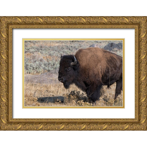 USA-Wyoming-Yellowstone National Park-Lamar Valley-Male American bison Gold Ornate Wood Framed Art Print with Double Matting by Hopkins, Cindy Miller