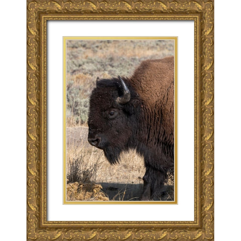 USA-Wyoming-Yellowstone National Park-Lamar Valley-Male American bison Gold Ornate Wood Framed Art Print with Double Matting by Hopkins, Cindy Miller