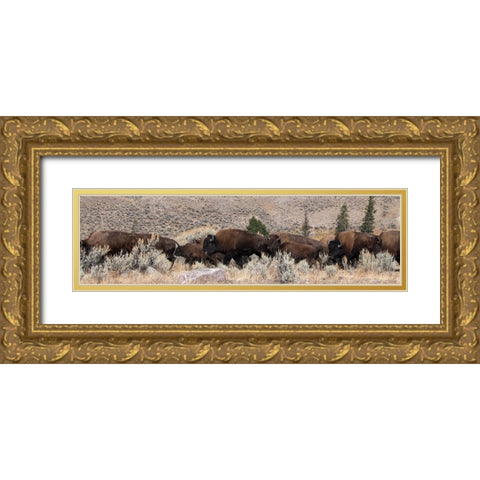 USA-Wyoming-Yellowstone National Park-Lamar Valley-Herd of American bison Gold Ornate Wood Framed Art Print with Double Matting by Hopkins, Cindy Miller