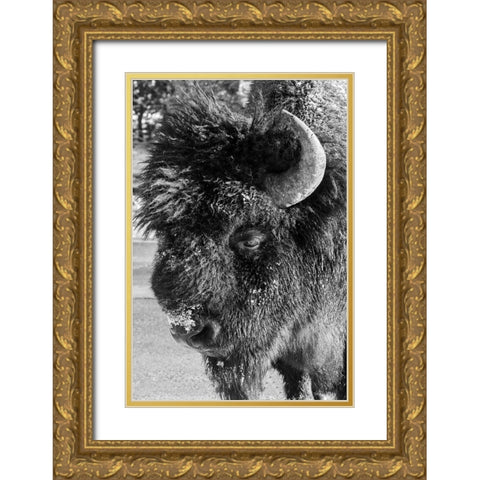 USA-Wyoming-Yellowstone National Park-Lone male American bison-aka buffalo with frost on face-Head  Gold Ornate Wood Framed Art Print with Double Matting by Hopkins, Cindy Miller