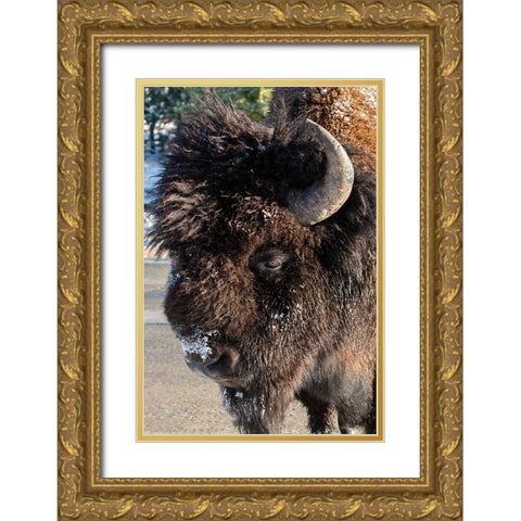 USA-Wyoming-Yellowstone National Park-Lone male American bison-aka buffalo with frost on face-Head  Gold Ornate Wood Framed Art Print with Double Matting by Hopkins, Cindy Miller