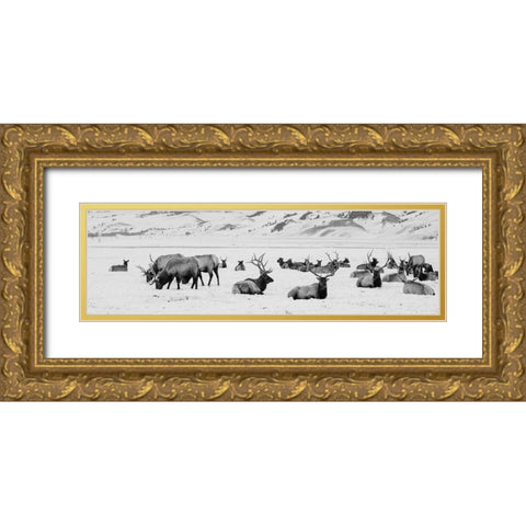USA-Wyoming-Tetons National Park-National Elk Refuge Large elk herd in winter Gold Ornate Wood Framed Art Print with Double Matting by Hopkins, Cindy Miller