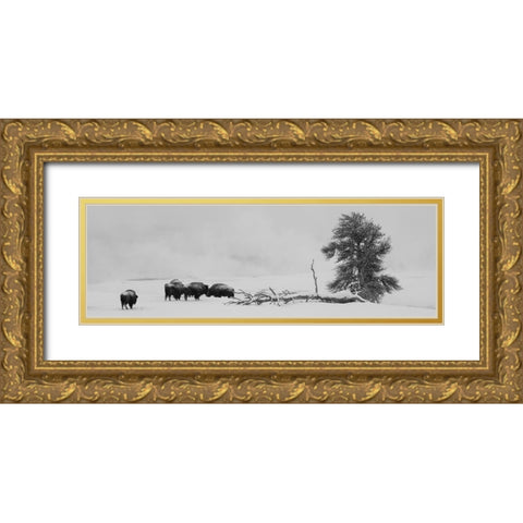 USA-Wyoming-Yellowstone National Park Bison herd in snow Gold Ornate Wood Framed Art Print with Double Matting by Hopkins, Cindy Miller