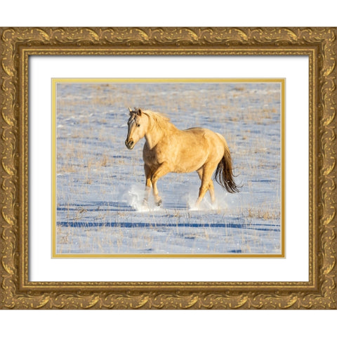 USA- Shell- Wyoming. Hideout Ranch lone horse in snow.  Gold Ornate Wood Framed Art Print with Double Matting by Gulin, Darrell