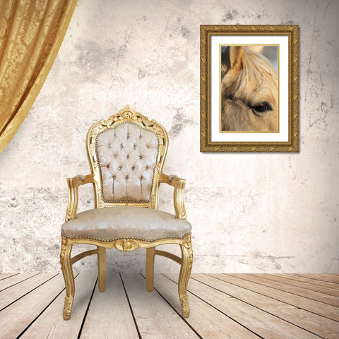 USA- Shell- Wyoming. Hideout Ranch close-up of horses eye.  Gold Ornate Wood Framed Art Print with Double Matting by Gulin, Darrell