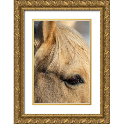 USA- Shell- Wyoming. Hideout Ranch close-up of horses eye.  Gold Ornate Wood Framed Art Print with Double Matting by Gulin, Darrell