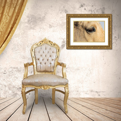 USA- Shell- Wyoming. Hideout Ranch close-up of horses eye.  Gold Ornate Wood Framed Art Print with Double Matting by Gulin, Darrell