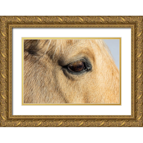 USA- Shell- Wyoming. Hideout Ranch close-up of horses eye.  Gold Ornate Wood Framed Art Print with Double Matting by Gulin, Darrell