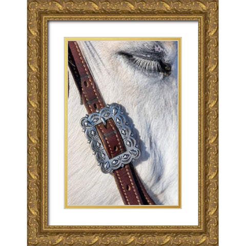 USA- Shell- Wyoming. Hideout Ranch tack on horse.  Gold Ornate Wood Framed Art Print with Double Matting by Gulin, Darrell
