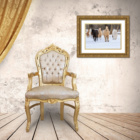USA- Shell- Wyoming. Hideout Ranch with small herd of horses in snow.  Gold Ornate Wood Framed Art Print with Double Matting by Gulin, Darrell