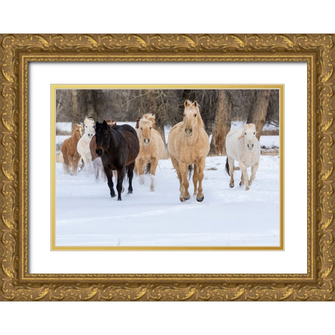 USA- Shell- Wyoming. Hideout Ranch with small herd of horses in snow.  Gold Ornate Wood Framed Art Print with Double Matting by Gulin, Darrell