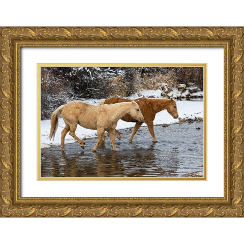 USA- Shell- Wyoming. Hideout Ranch pair of horses in snow.  Gold Ornate Wood Framed Art Print with Double Matting by Gulin, Darrell