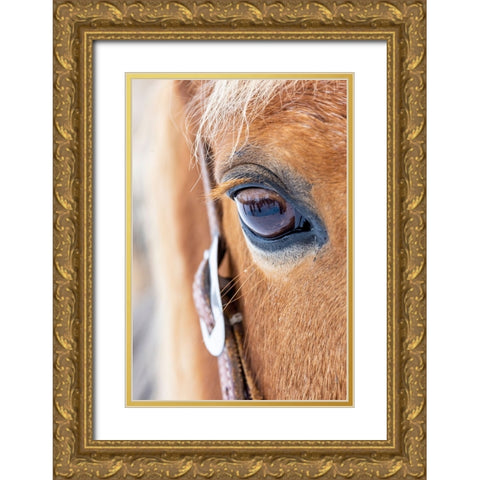 USA- Shell- Wyoming. Hideout Ranch close-up of horses eye.  Gold Ornate Wood Framed Art Print with Double Matting by Gulin, Darrell